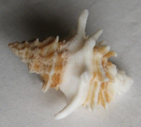 Babelomurex bernardi (K. Nikolay, 1984)